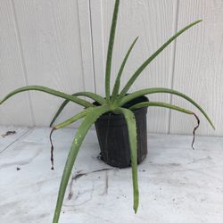 Aloe Vera Plant