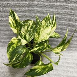 Variegated plant