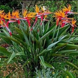 Bird Of Paradise  Plant  🪴 3gal 