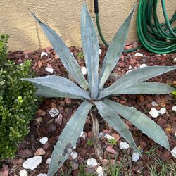 Big Blue Agave 