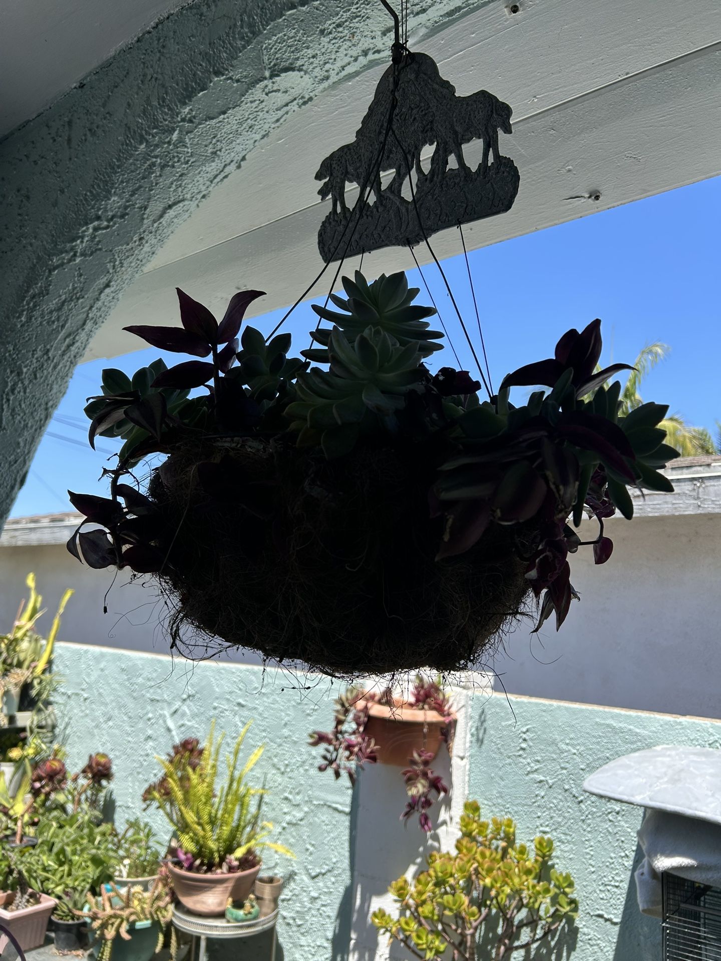 Una Succulents Planta