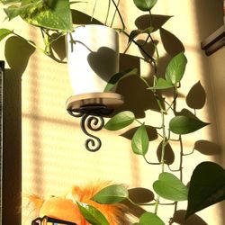 Golden Philodendron  House Plant, Pothos In Ceramic Pot 6"H . 