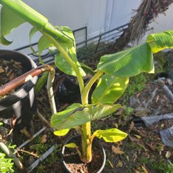 Ice Cream Banana Plant 