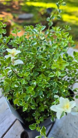 Thyme 'Foxley' (Variegated/ fragrant)