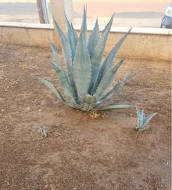 Agave / Maguey