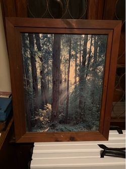 Redwood Forest Picture