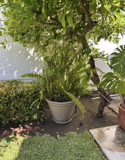 Potted Fern