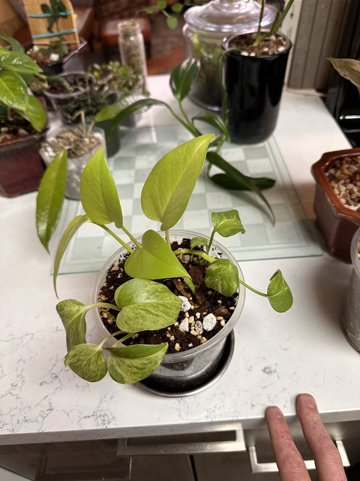 INDOOR PLANTS FOR SALE!