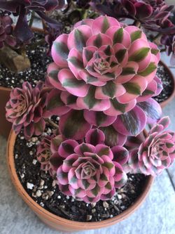 Aeonium Pink Witch