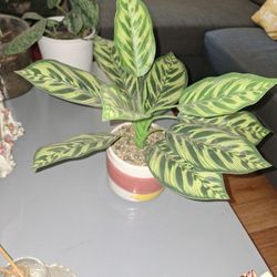 Fake Plant
