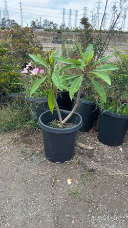 Plumeria rubra
