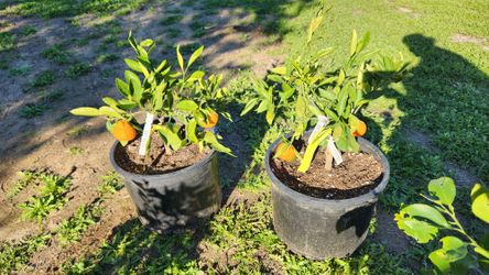 $110 each, Satsuma dwarf mandarin trees 🍊 