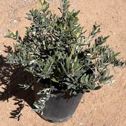 Trees For Sale OLIVE TREE
