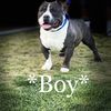 BULLY AVAILABLE