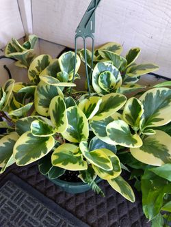 Bonita Planta $27.  Nice Plant 