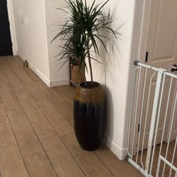 Live House Plant $100