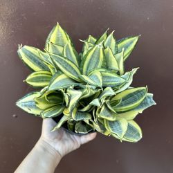 6” sansiveria good dust