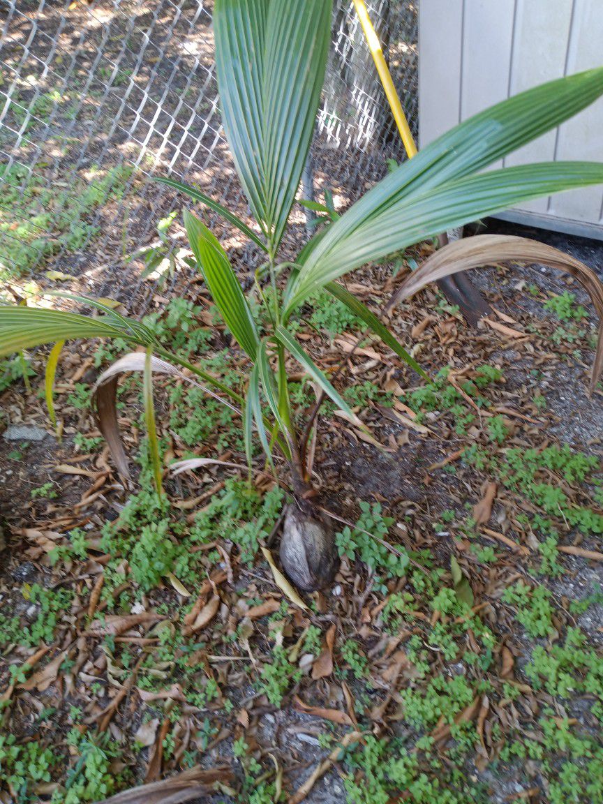 Coconut Plant Ready To Be Planted  