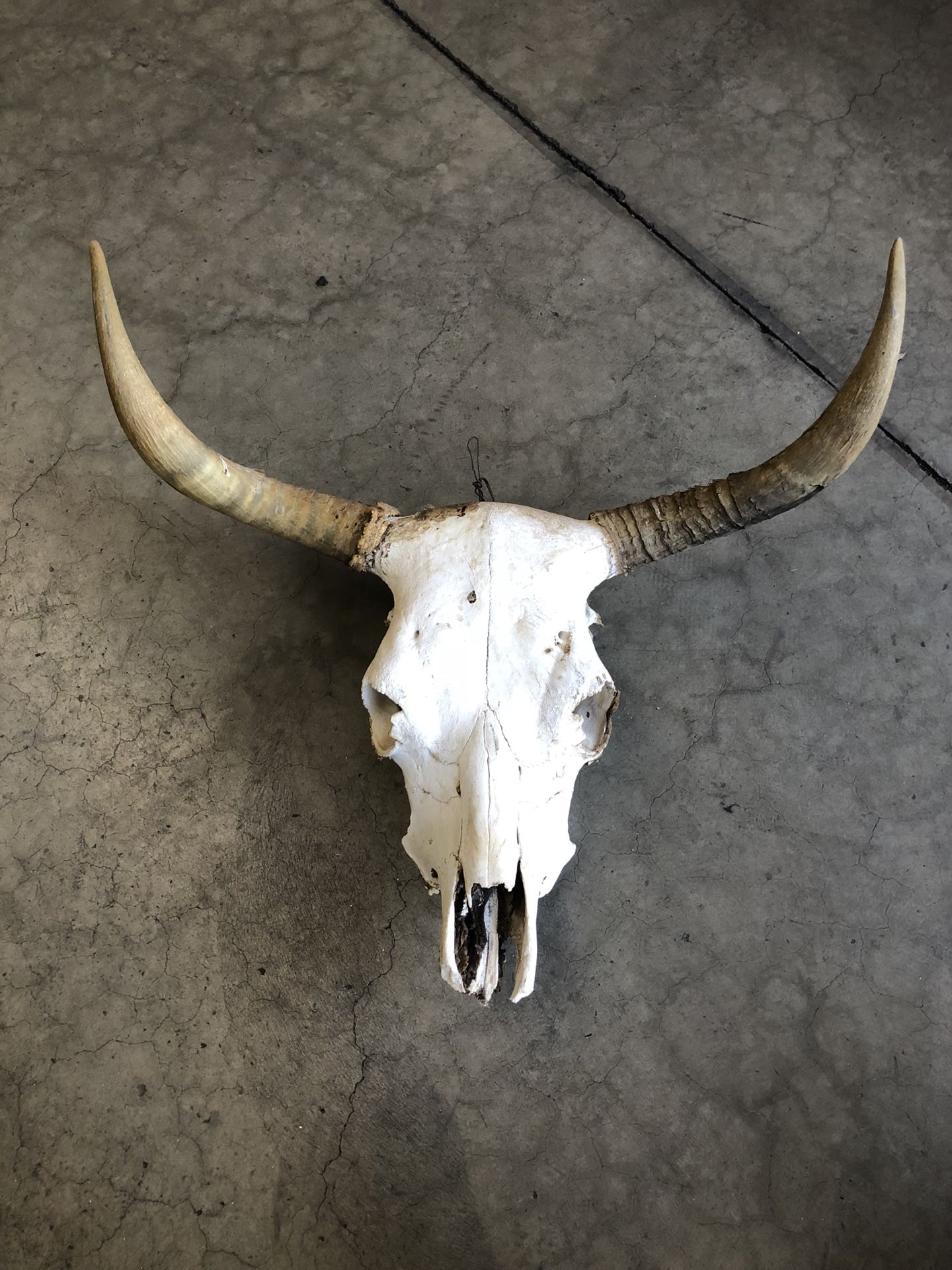 Cow skull