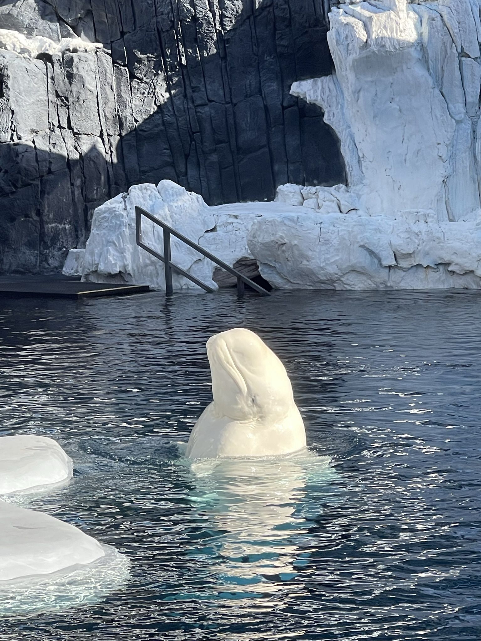 SEAWORLD SAN DIEGO π¬ππ’π Single Day