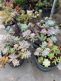Plants 🪴