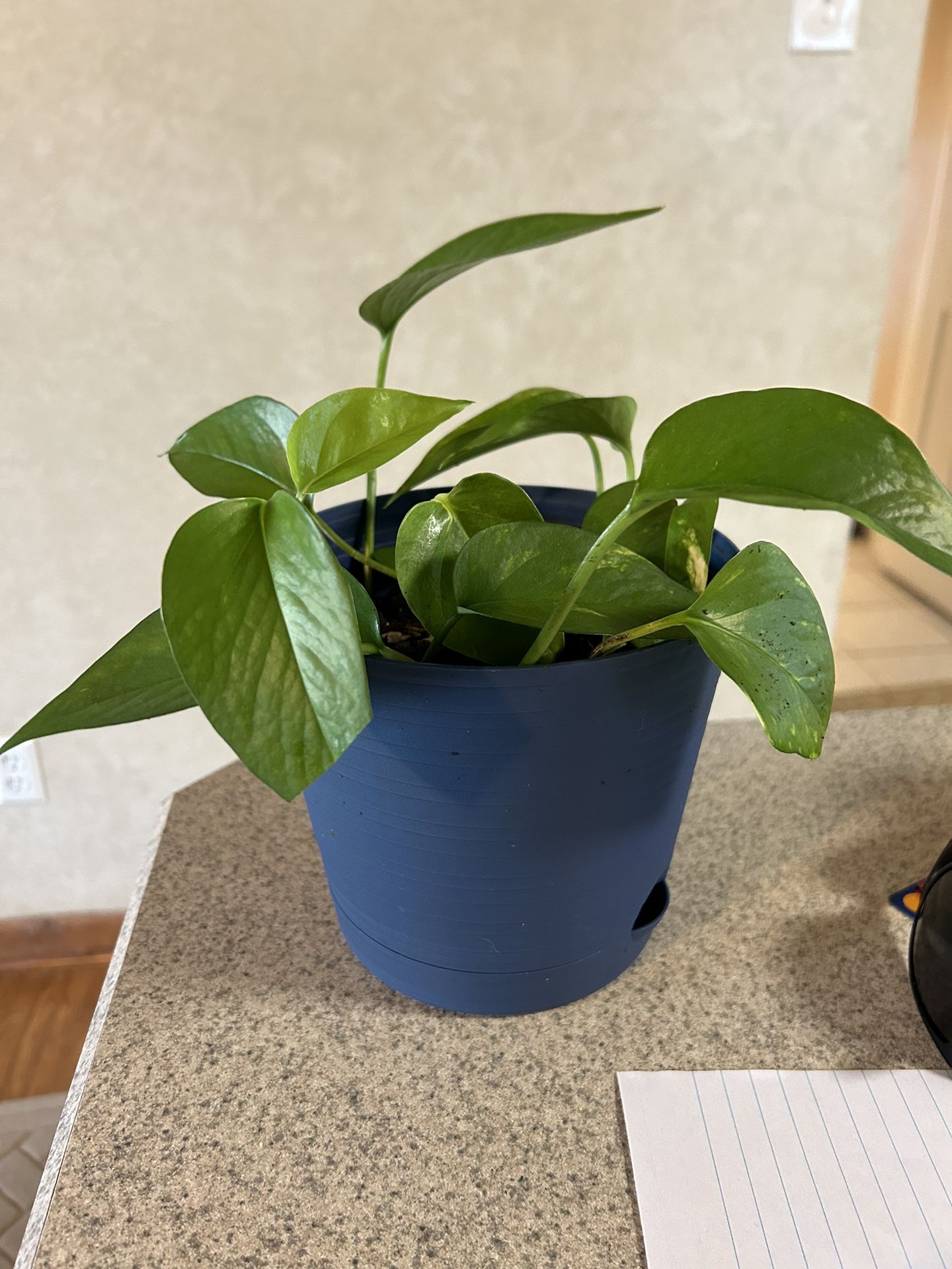 Lush Pothos Plant