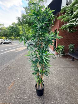 Plant not real