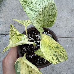 Rooted snow queen pothos starter