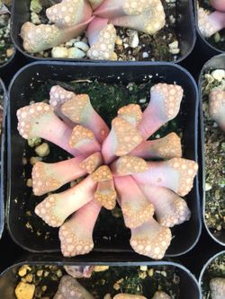Succulents 2”