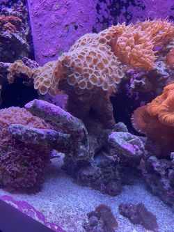 Coral Reef Rocks - Marine