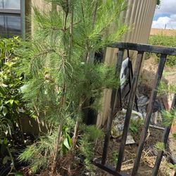 Loblolly Pines 3gallon 