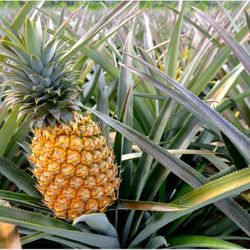Caribbean Sweet Pineapple plants 
