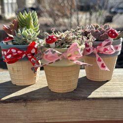 Succulent Ice Cream Cone $15ea Or 3 For $40