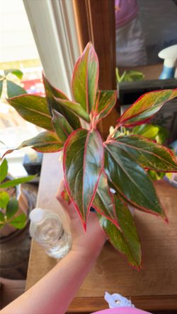 Algoenema plant