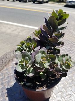 Sedum Dazzleberry Succulent 6 inch pot
