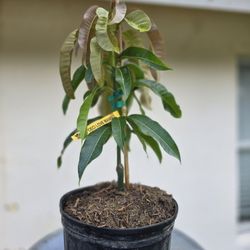 Ceci Love Grafted Mango 3 Gallon