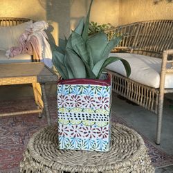 Moonshine Snake Plant w/Pot, $15