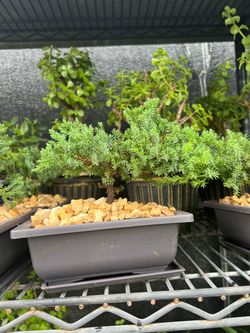 Bonsái juniper in 6” pot. SPECIAL PRICE 🤩