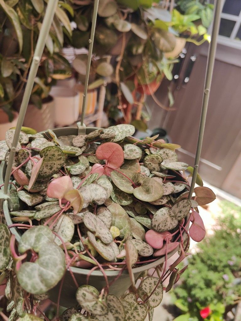 String Of Hearts Hanging Plant