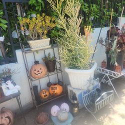 Big plant sale today ! Open now till 8pm