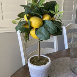 Cute Lemon Plant In Ceramic Pot 