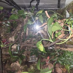 3 Red Eye Tree Frogs