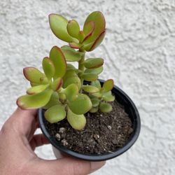 4 Inch Pot Succulent plant - Crassula Ovata  - Hummel Sunset, Golden Jade - rooted ready to be planted. 