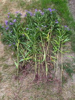 Bundle of asters