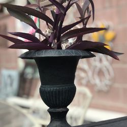 $8 Purple Heart succulent