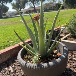 Aloe Vera Plants 8”-12” tall with roots planted in 2 gallon pots