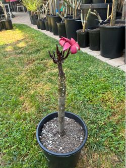 Blooming Hilo Red Plumeria