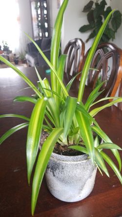Spider Plants: How to Grow and Care for Spider Plants