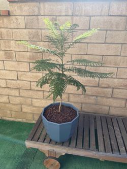 Jacaranda Tree/ Plant In Pot Purple