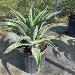 3 Gallons Agave Variegated 